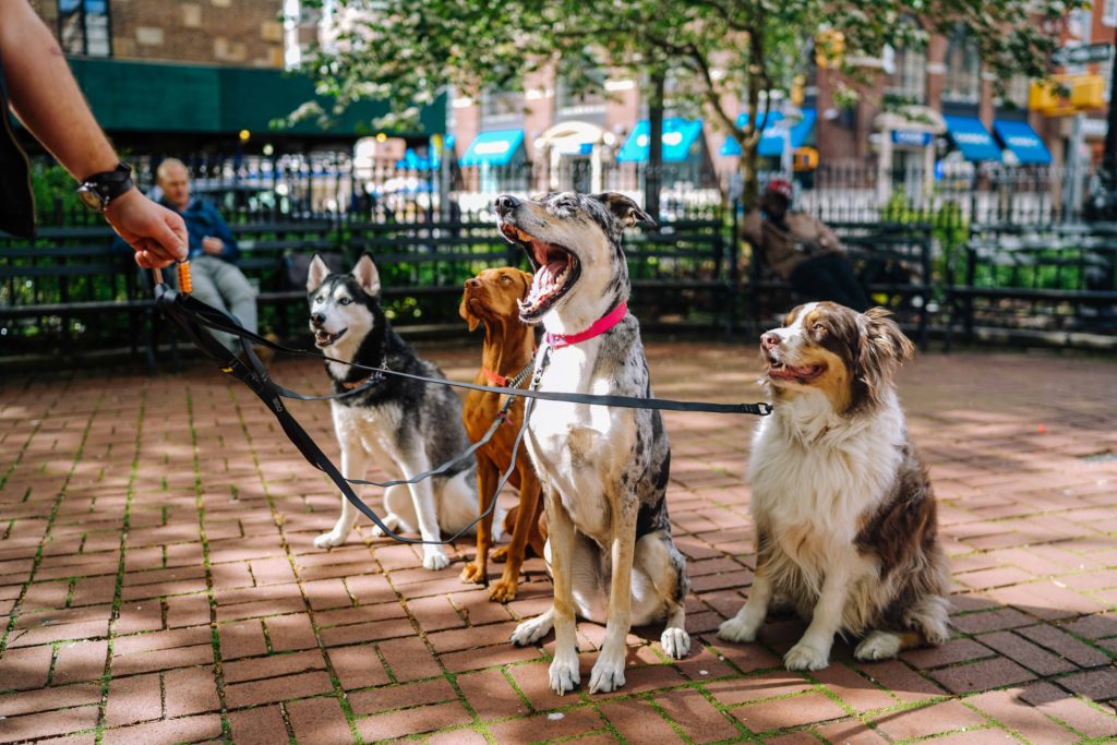 tips for socializing your dog