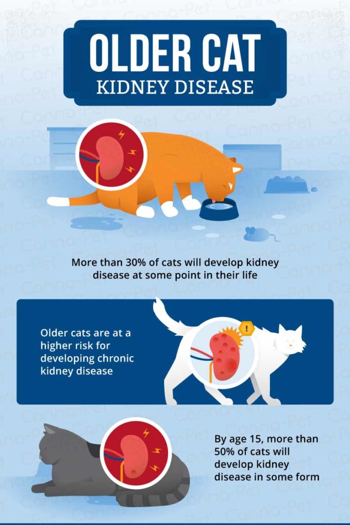 Kidney Disease in Older Cats | Canna-Pet