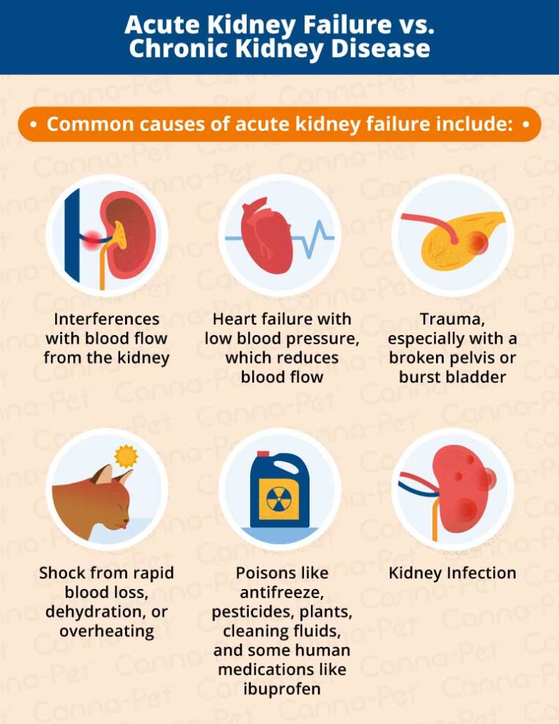 Kidney Disease in Older Cats | Canna-Pet