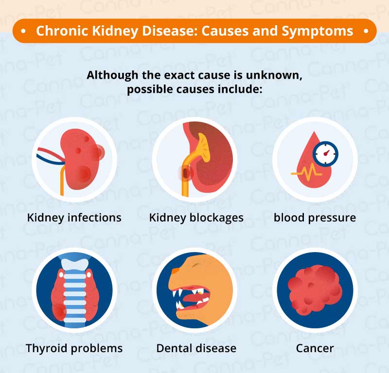 chronic kidney disease: causes and symptoms 