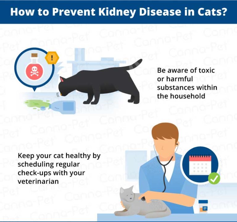 Kidney Disease in Older Cats CannaPet