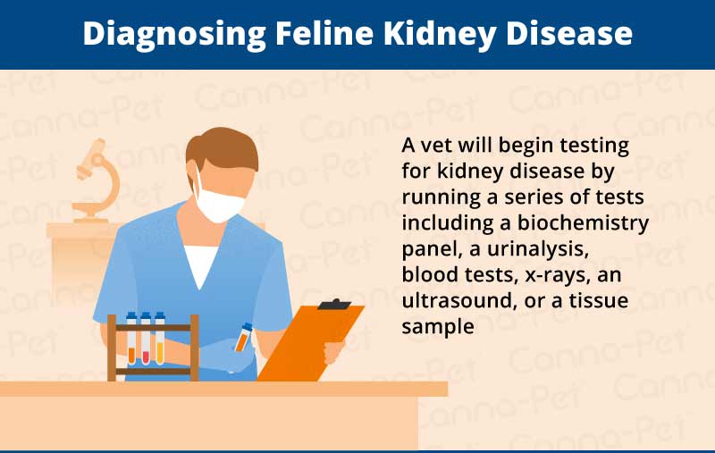 diagnosing feline kidney disease 