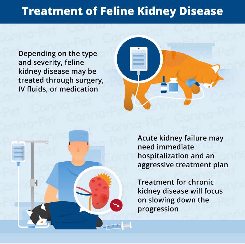 treatment of feline kidney disease 