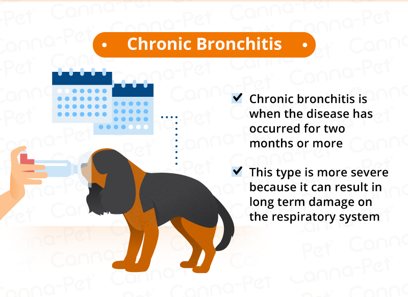 Chronic Dog Bronchitis