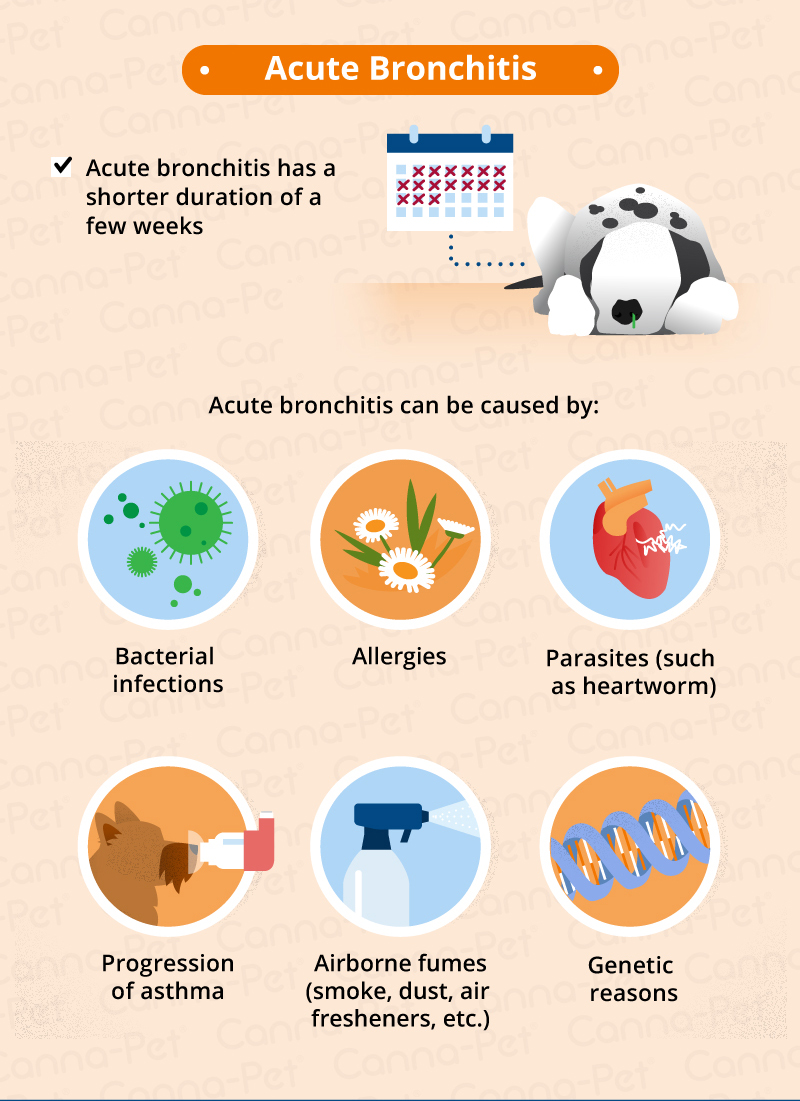 Acute Dog Bronchitis
