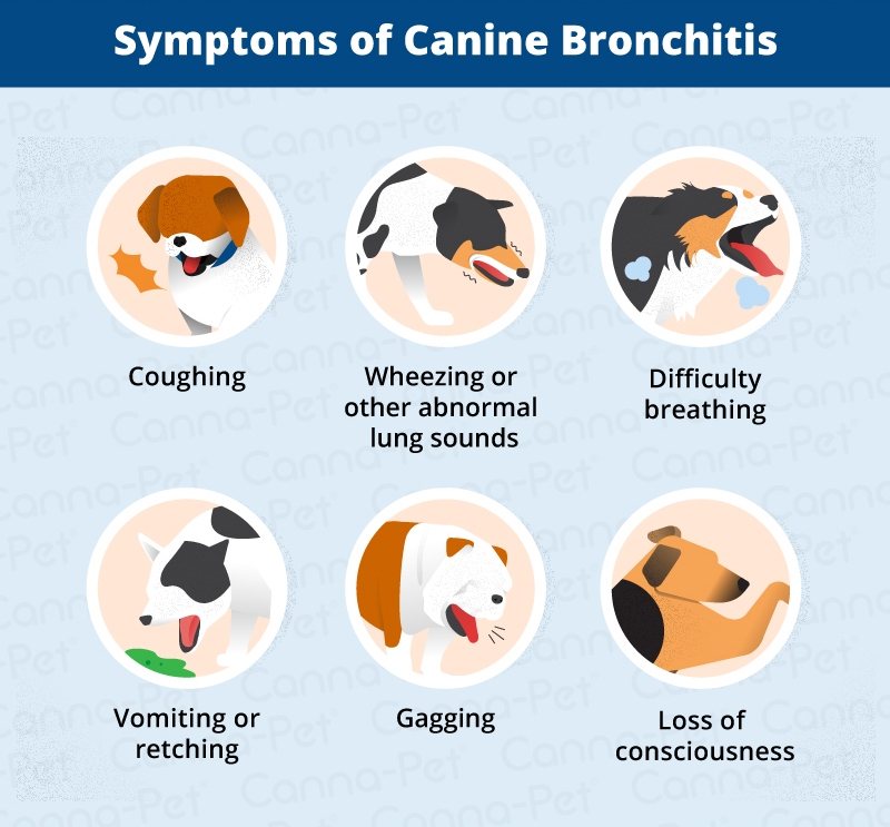 Symptoms of Dog Bronchitis