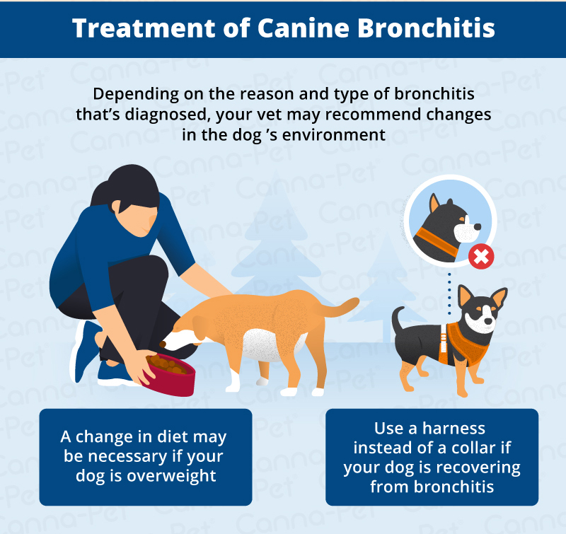 Treatment for Dog Bronchitis
