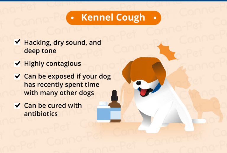 Dog Keeps Coughing Sounds Like Choking at Mike Lopez blog