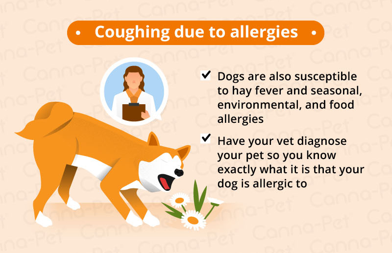 can dog food allergy cause coughing