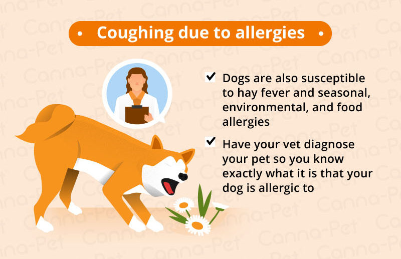 what causes a dry cough in dogs