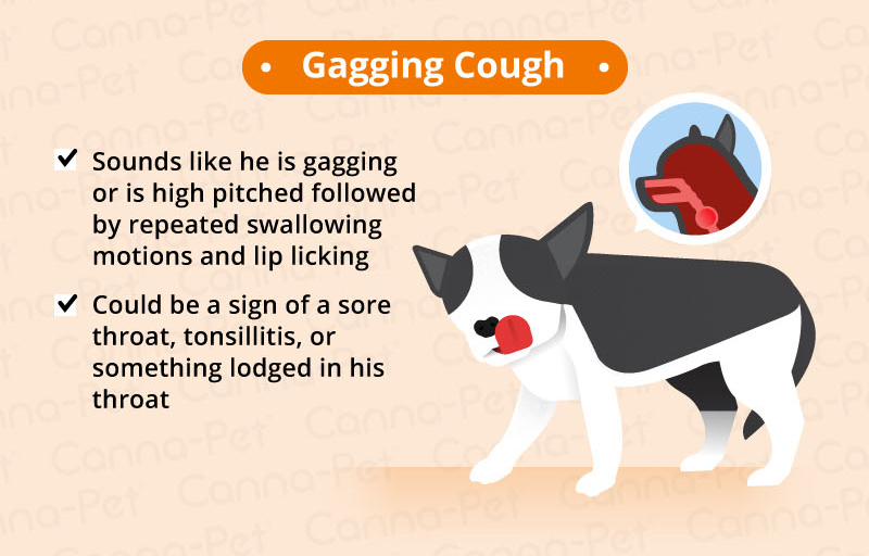 can dog food allergy cause coughing