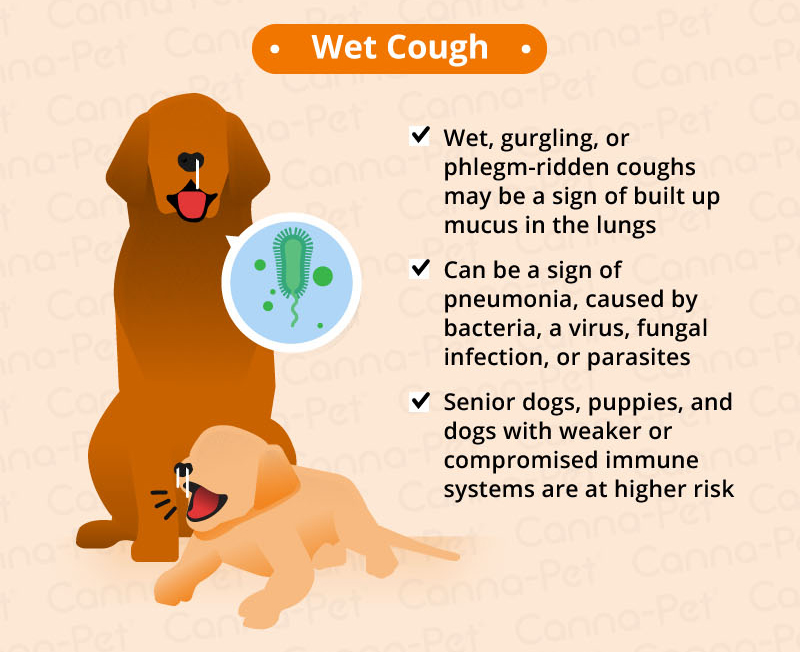 What Causes A Dog To Cough And Gag Common Culprits Explained   CP DogCoughing 6 