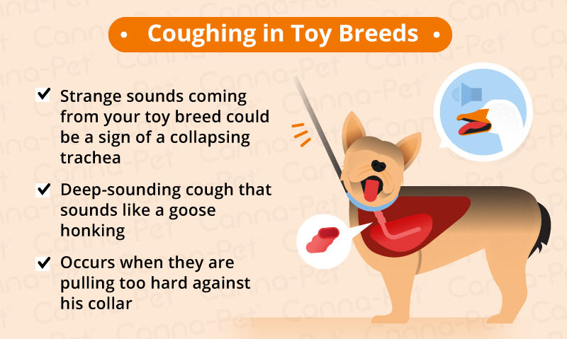 Dog Coughing | Canna-Pet