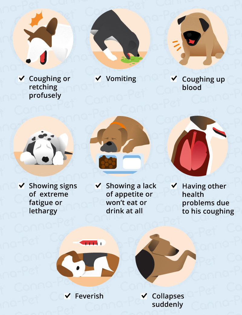 Dog Coughing | Canna-Pet