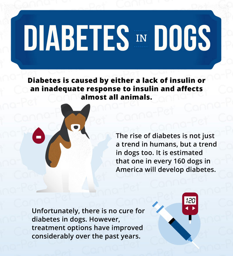 Diabetes in Dogs | Canna-Pet