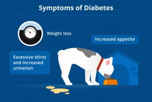 Dog Diabetes: How to Care for a Diabetic Dog | Canna-Pet