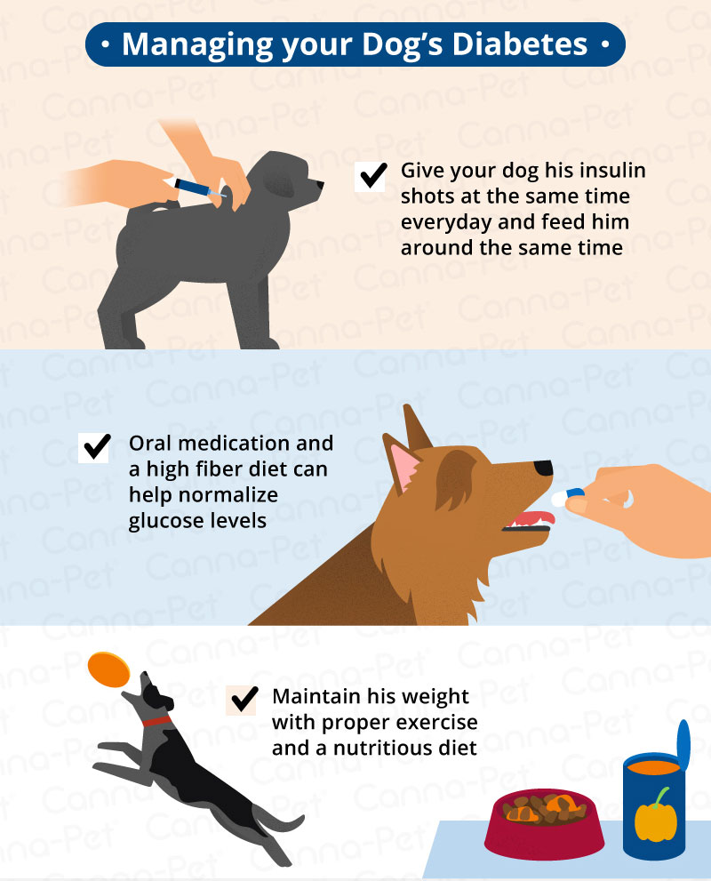 Dog Diabetes How to Care for a Diabetic Dog CannaPet