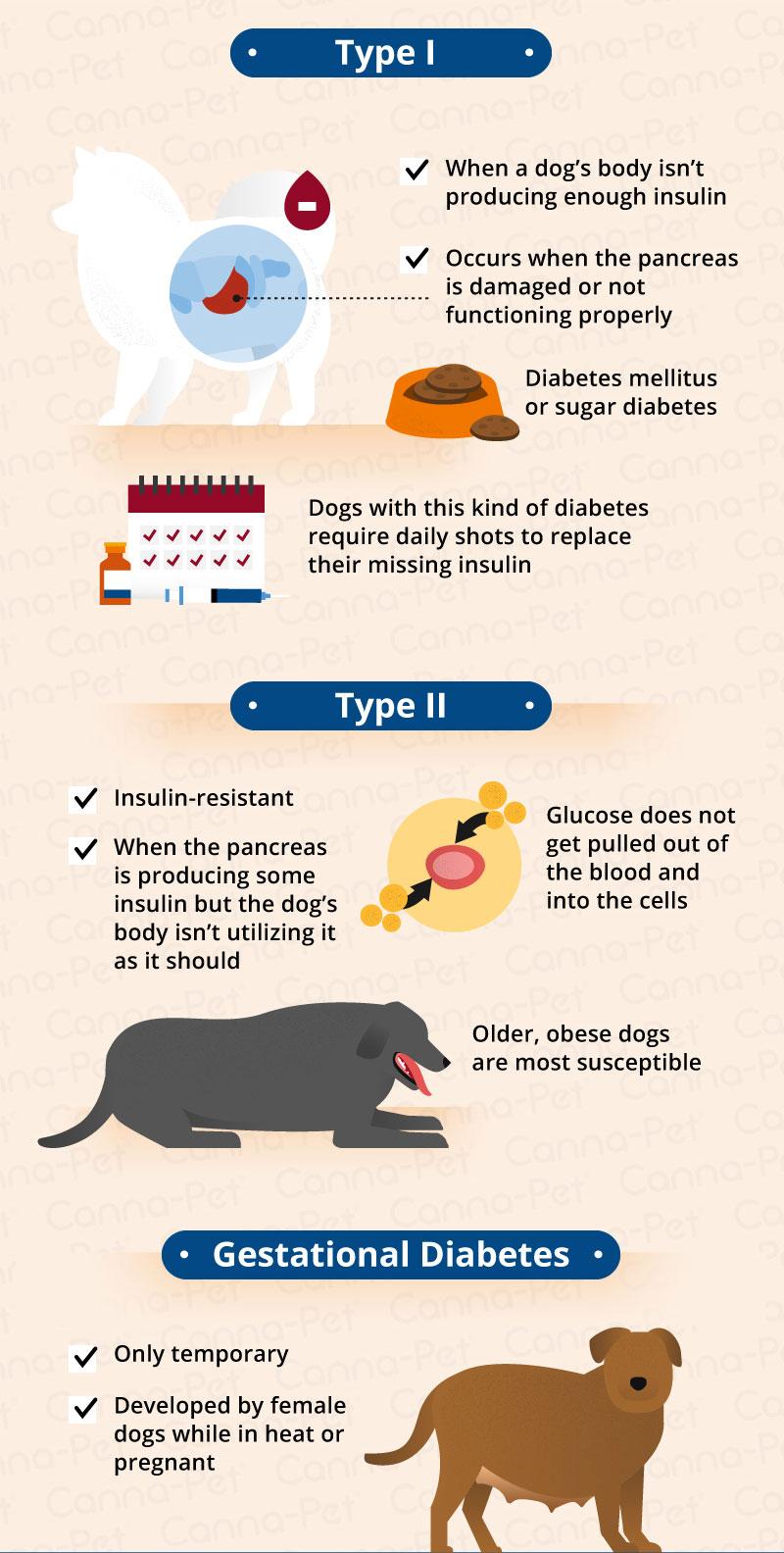 How to Care for a Diabetic Dog?