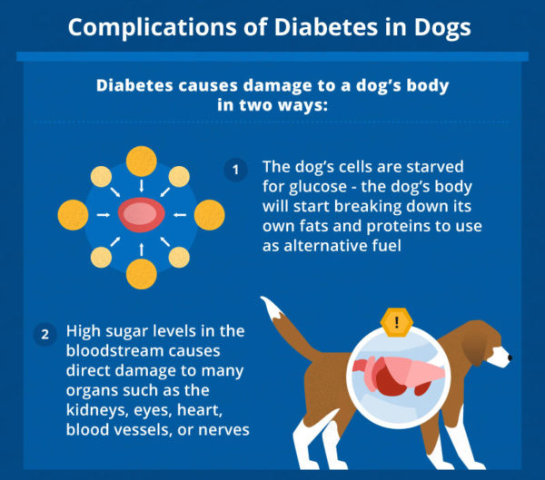 Dog Diabetes How to Care for a Diabetic Dog CannaPet