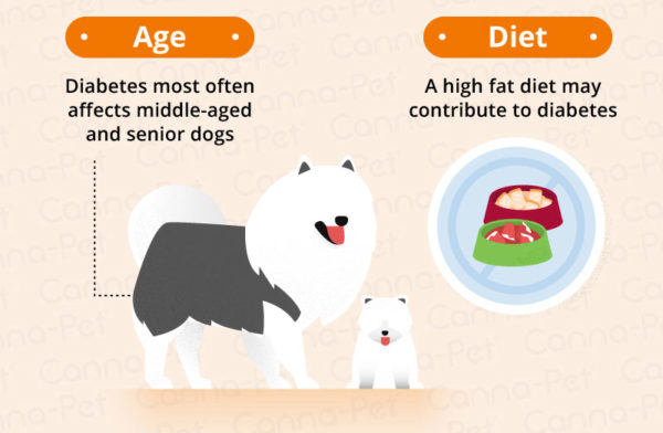 Dog Diabetes: How to Care for a Diabetic Dog | Canna-Pet