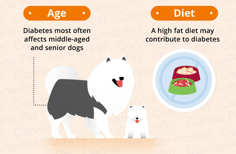 Diabetes in Dogs | Canna-Pet