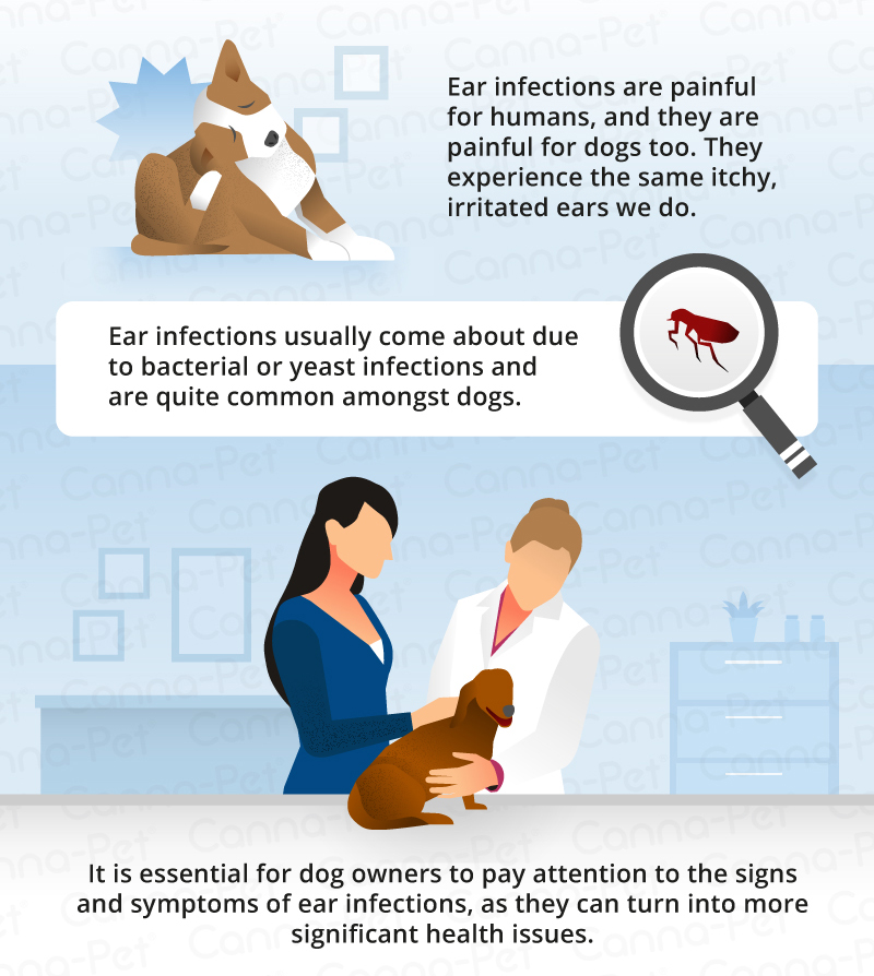 Dog Ear Infections | Canna-Pet