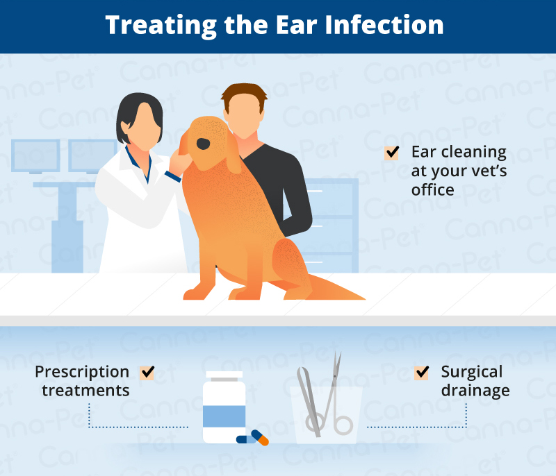 Dog Ear Infections | Canna-Pet