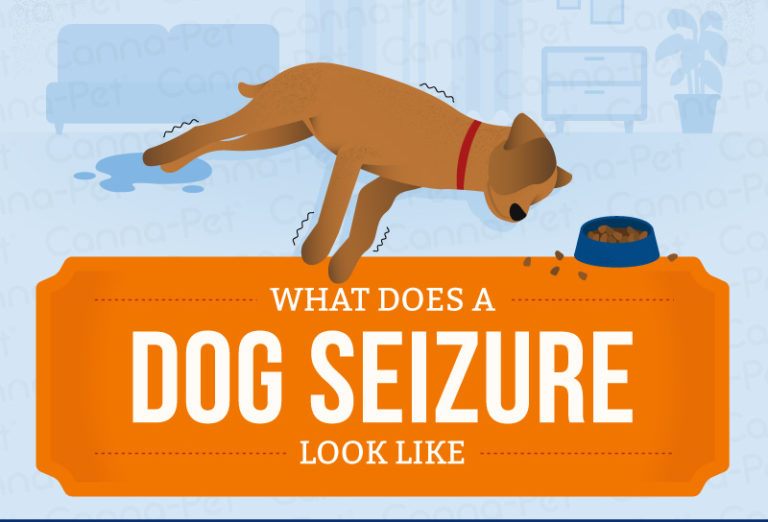 What Does a Dog Seizure Look Like? CannaPet