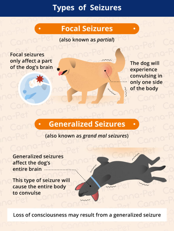 What Does a Dog Seizure Look Like? CannaPet