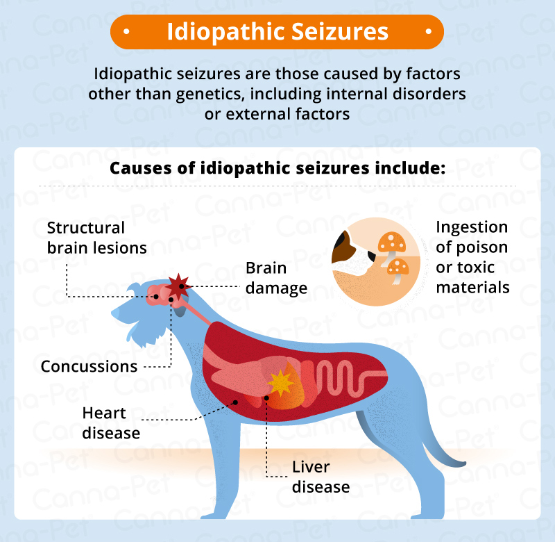 idiopathic dog seizures