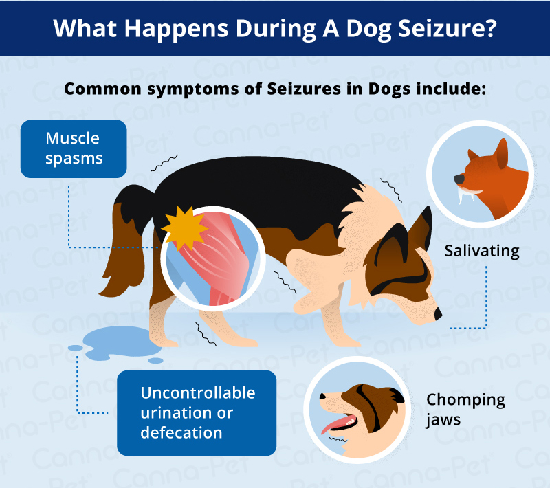 what does a grand mal seizure look like in a dog