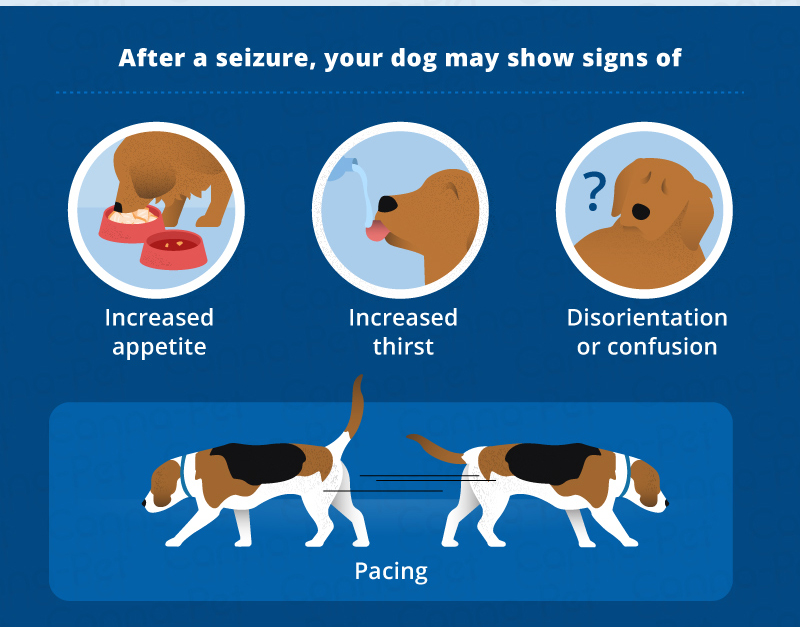 What Does a Dog Seizure Look Like? | Canna-Pet