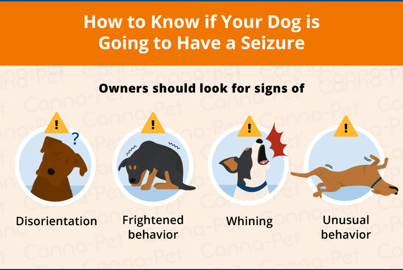 Signs of a dog seizure