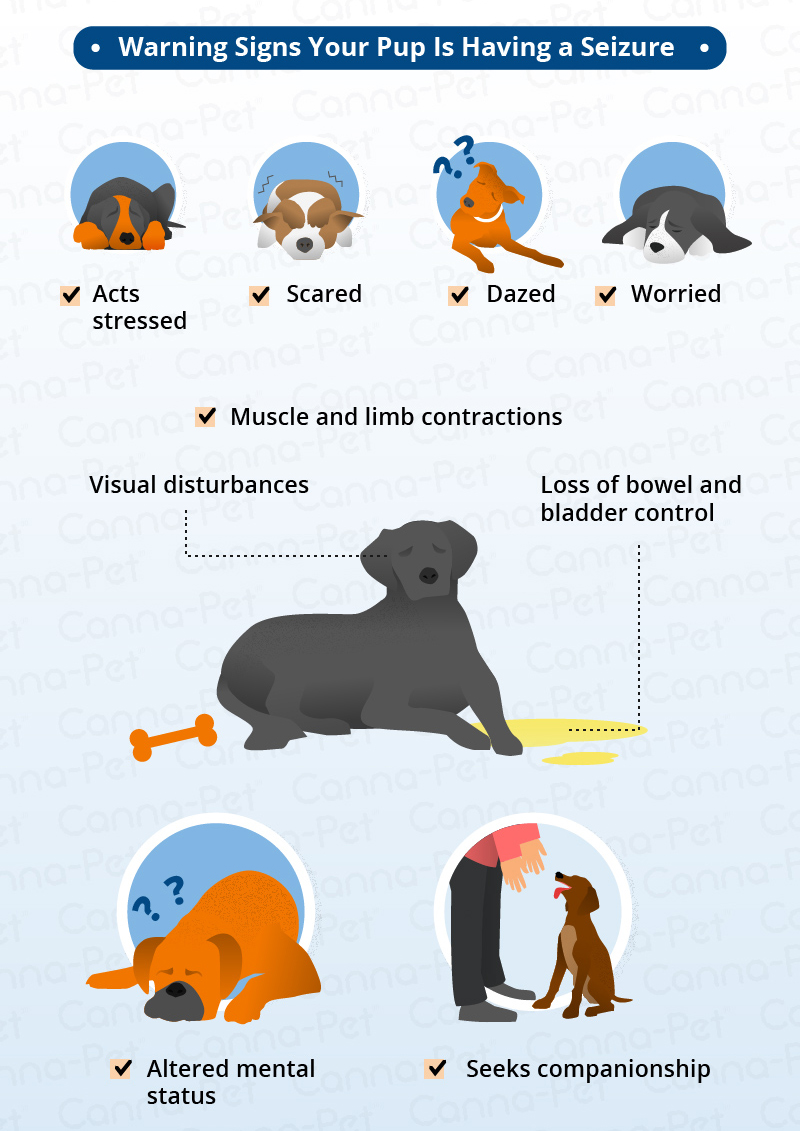 Dog Seizures | Canna-Pet