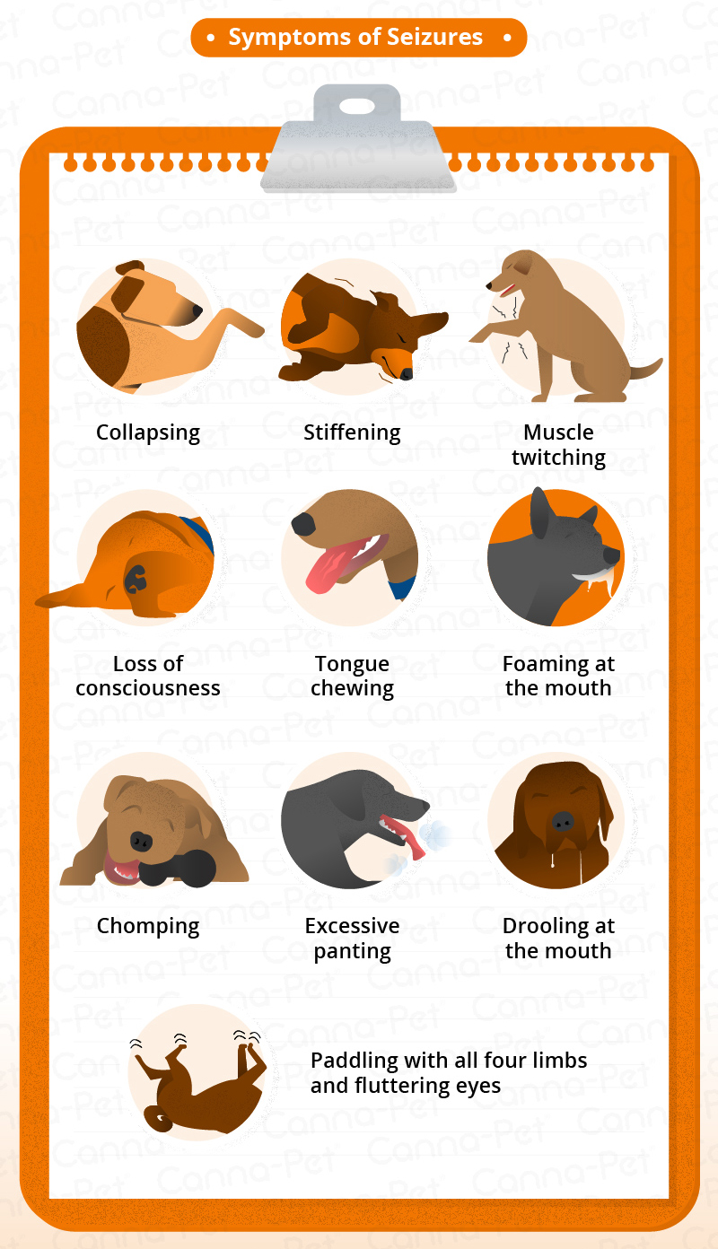 natural remedies for dog seizures