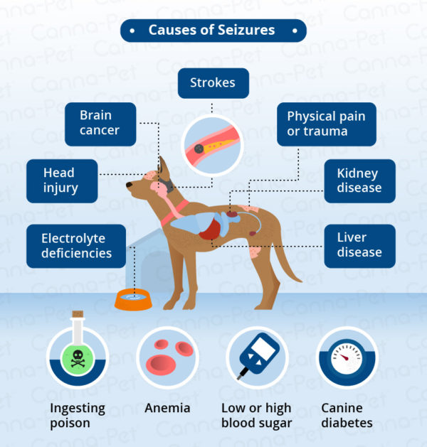 Dog Seizure Symptoms & Natural Remedies | Canna-Pet®