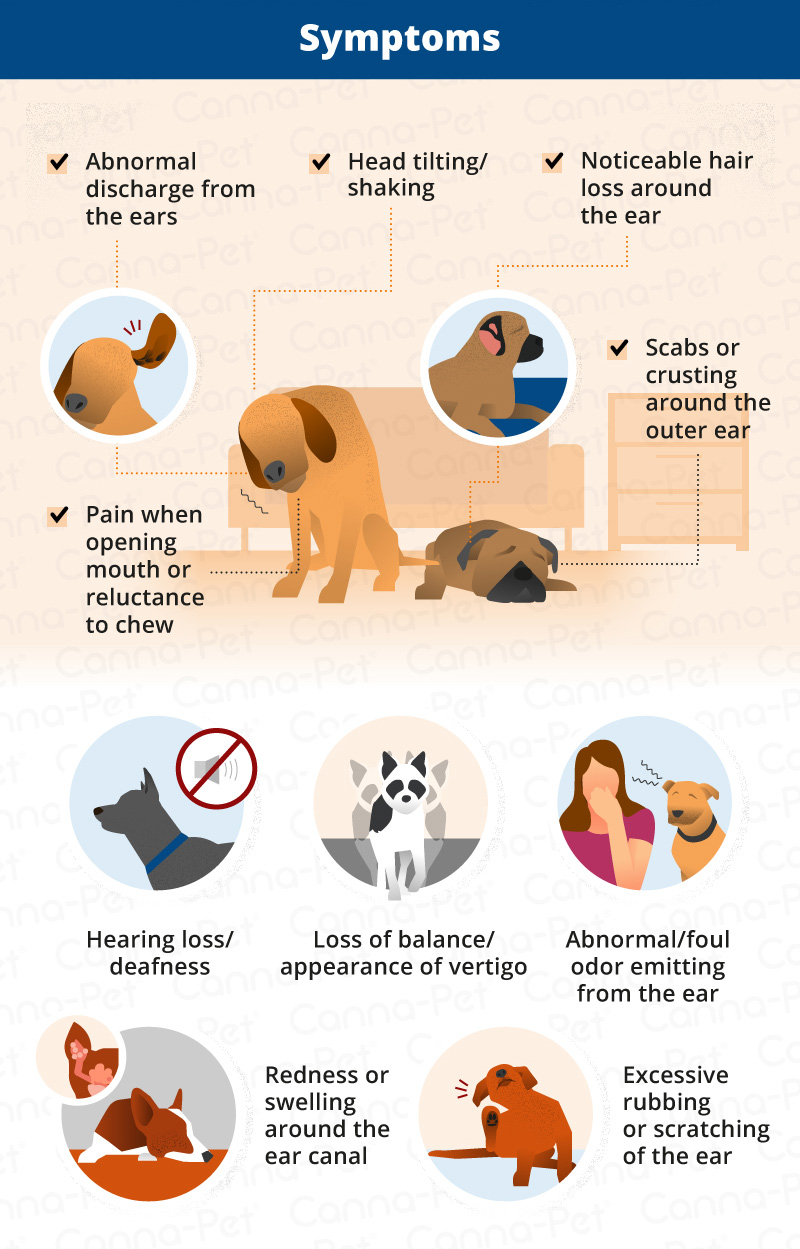 what causes a dog to have vertigo