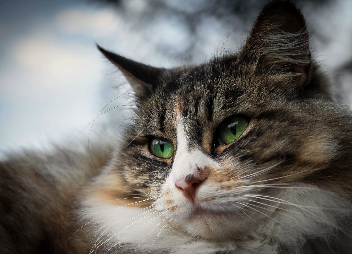 Cat Eye Infection Recognize The Signs Canna Pet