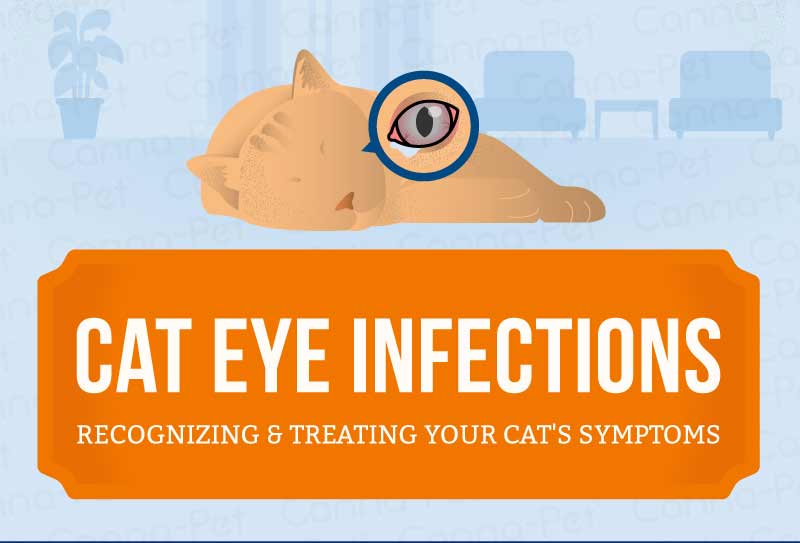 cat eye infections