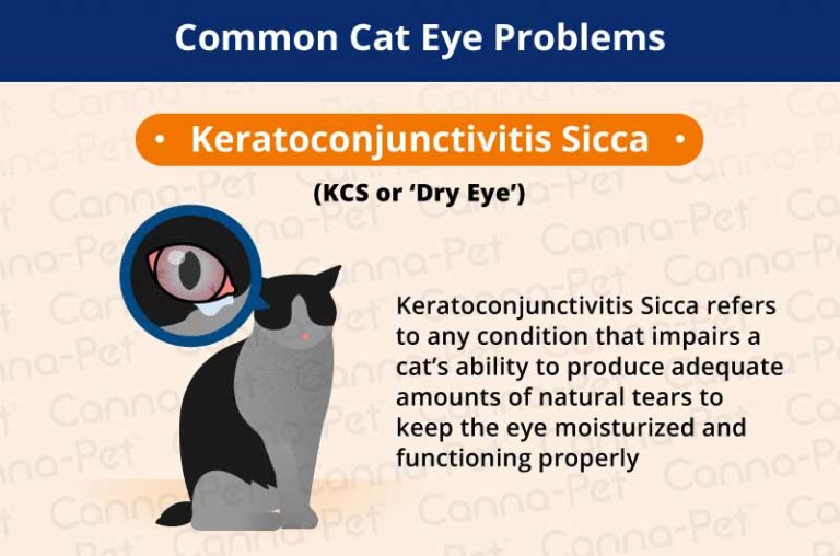 Cat Eye Infection Recognize the Signs CannaPet