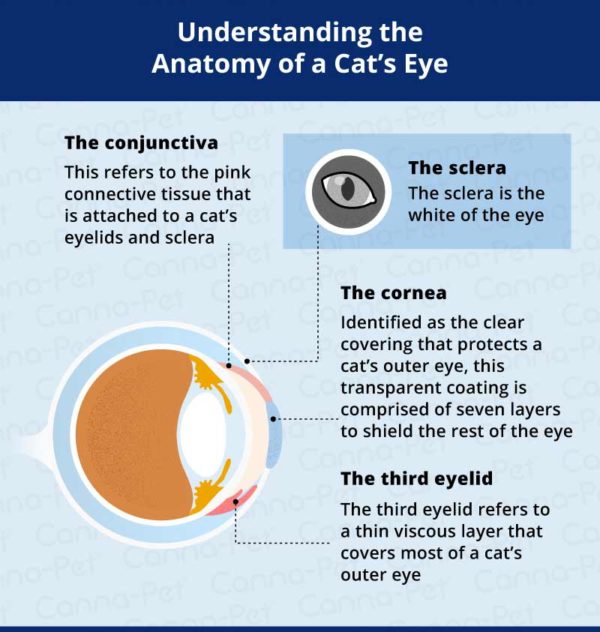 Cat Eye Infection: Recognize the Signs | Canna-Pet