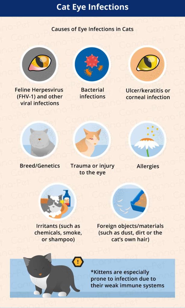 Cat Eye Infection: Recognize the Signs | Canna-Pet