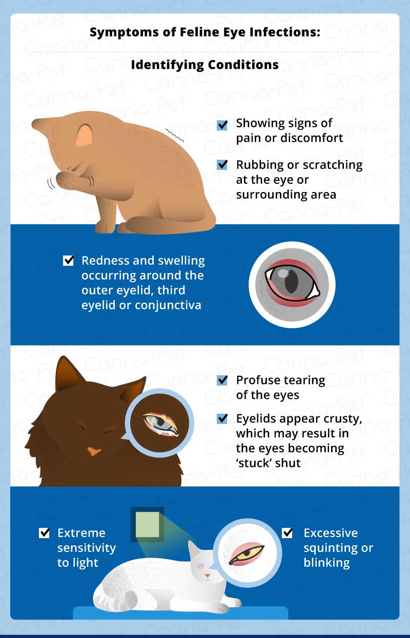 symptoms of feline eye infections