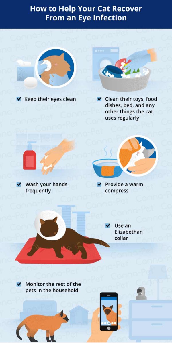 Cat Eye Infection Recognize the Signs CannaPet