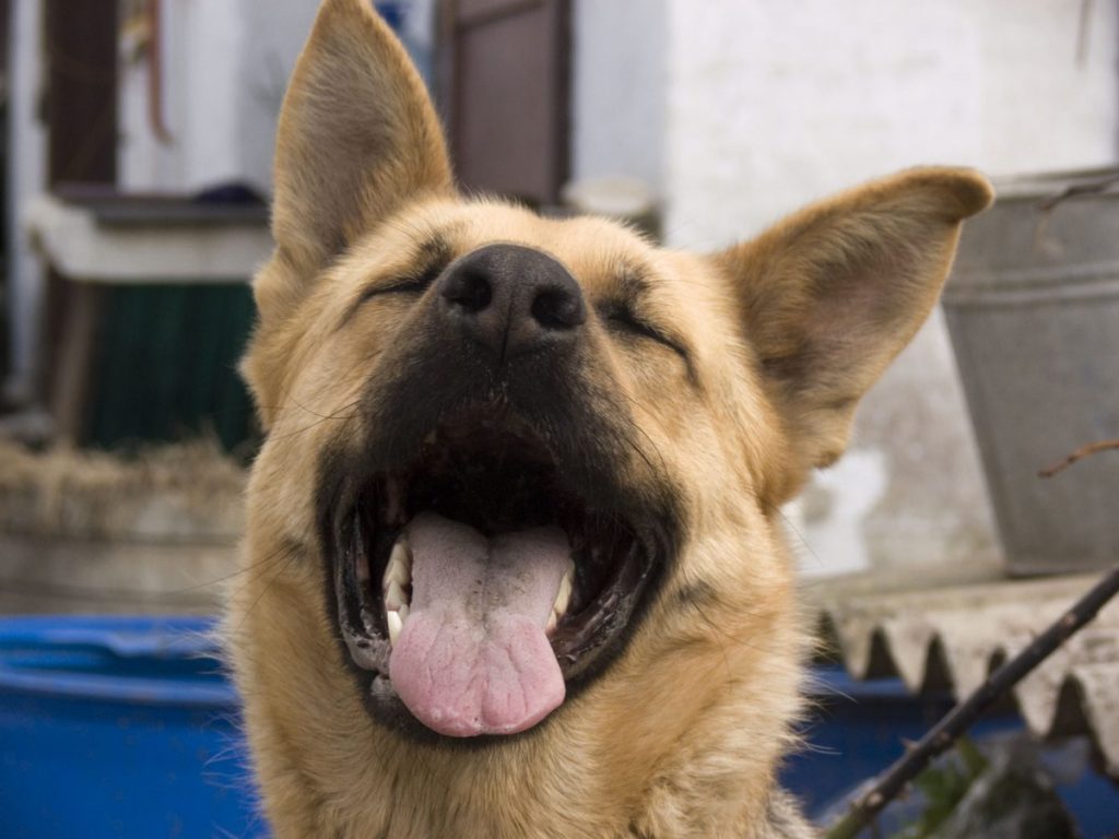 Natural Ways to Eliminate Bad Breath in Dogs | Canna-Pet