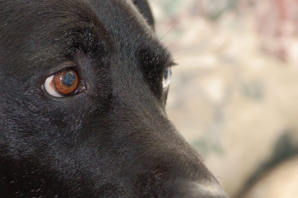 how do you know if your dog has an eye infection