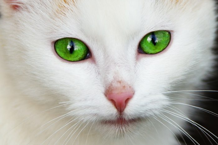 Cat Eye Infection Recognize The Signs Canna Pet Causes Of Cat Eye Infections