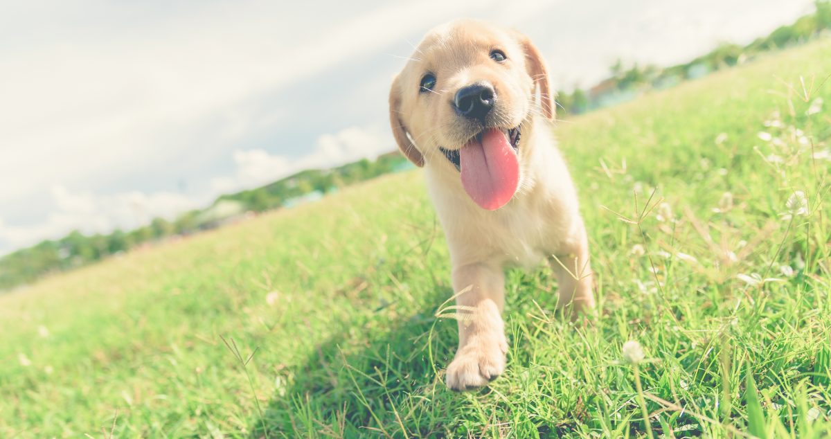 New Puppy Checklist & Essential Gear | Canna-Pet