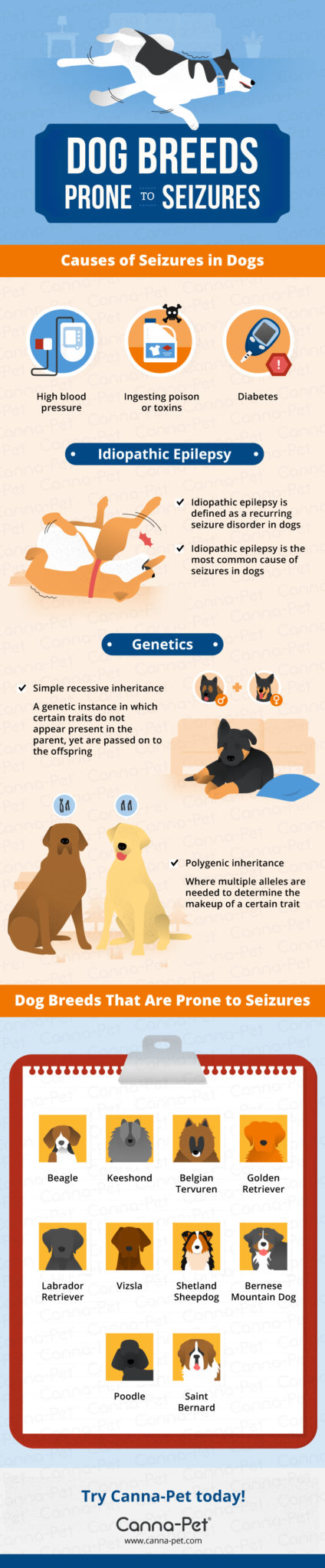 What Dog Breeds Are Prone to Seizures? | Canna-Pet