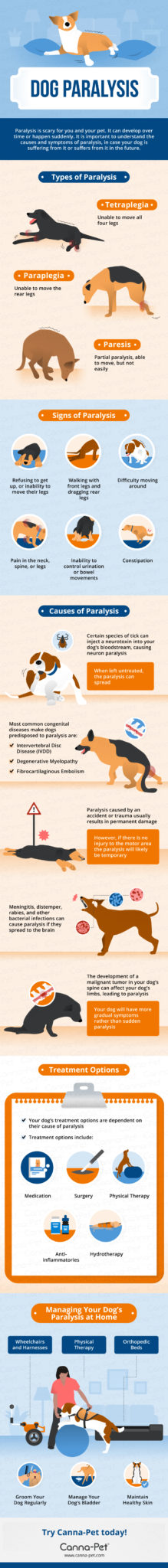 dog-paralysis-common-causes-treatment-canna-pet